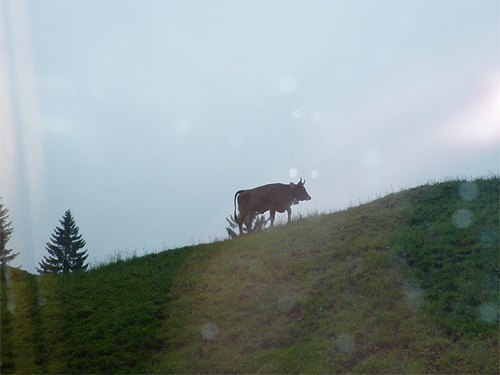 rigi-cow.jpg (161180 bytes)